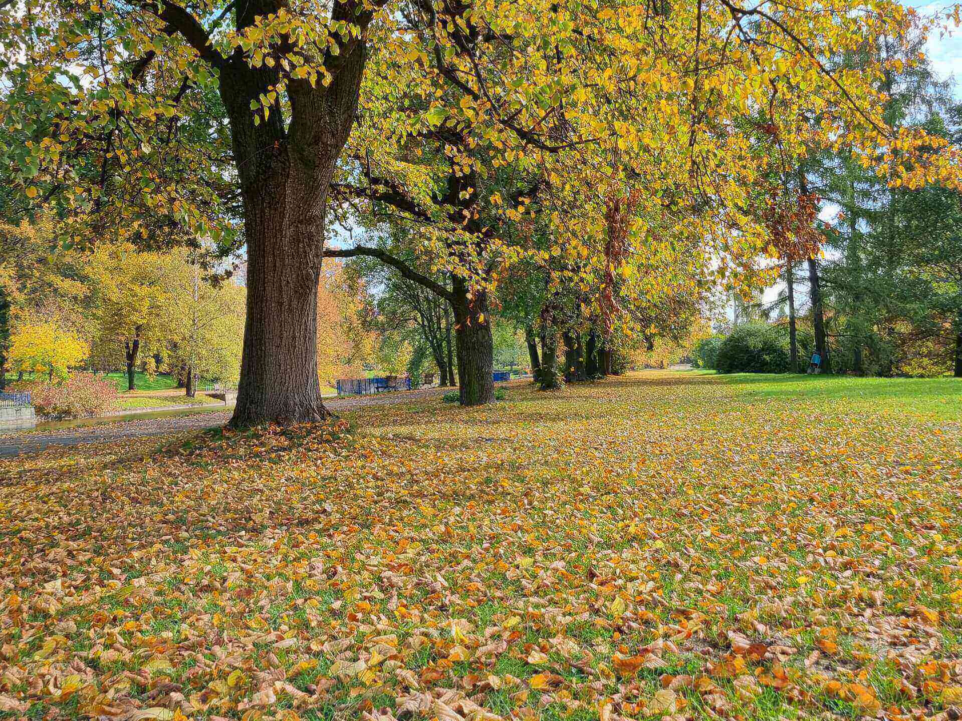 Park Śląski jesienią