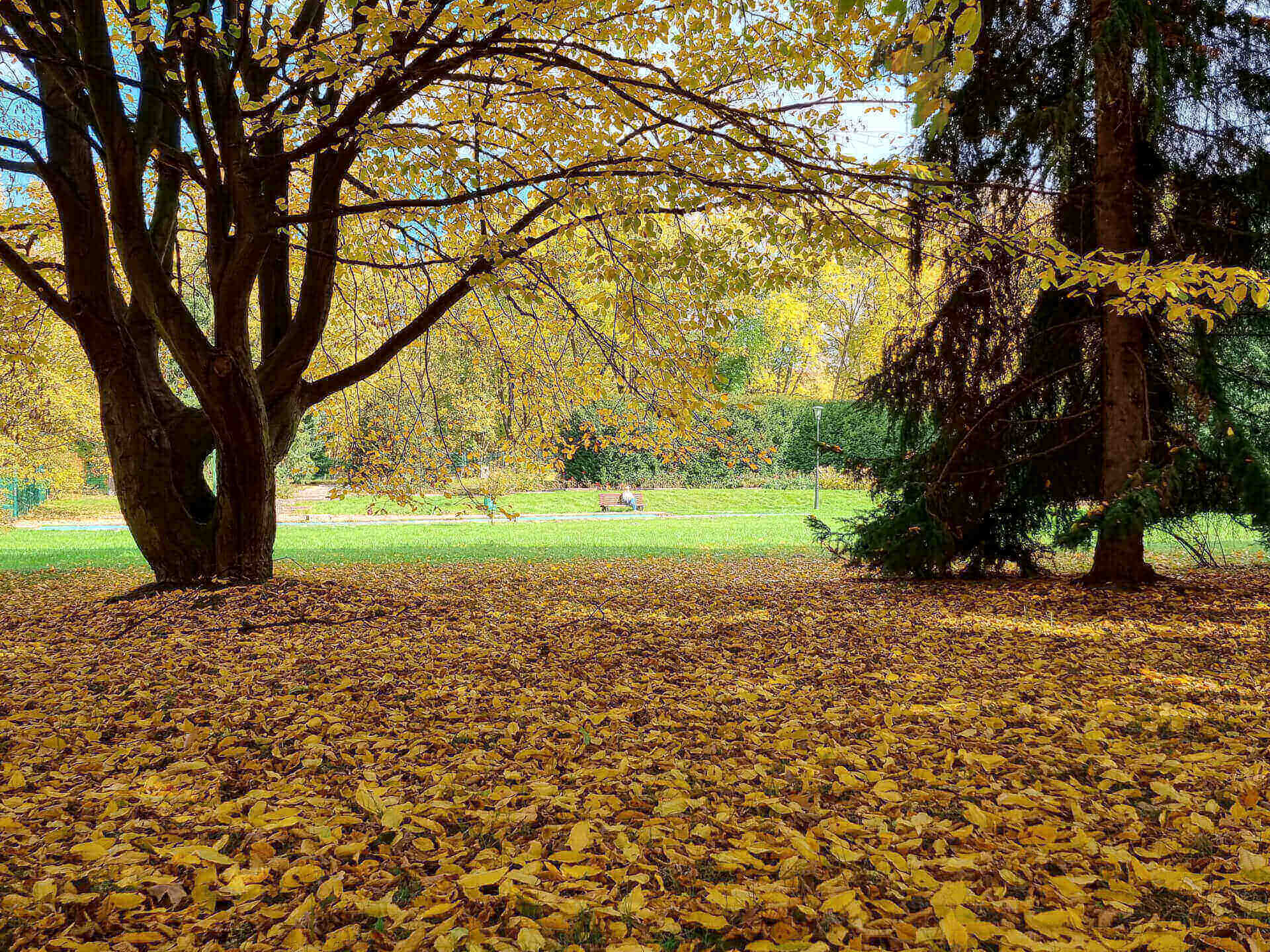 Park Śląski jesienią