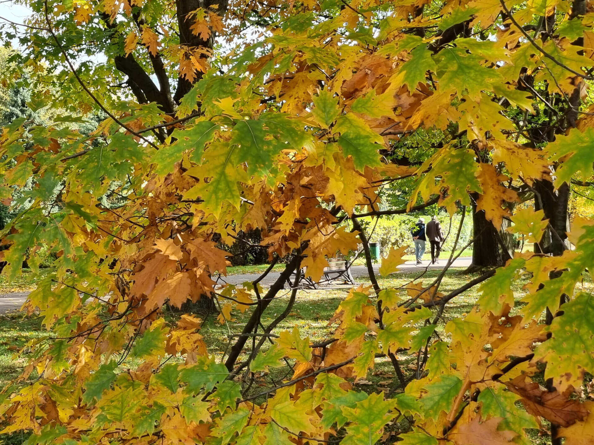 Park Śląski jesienią