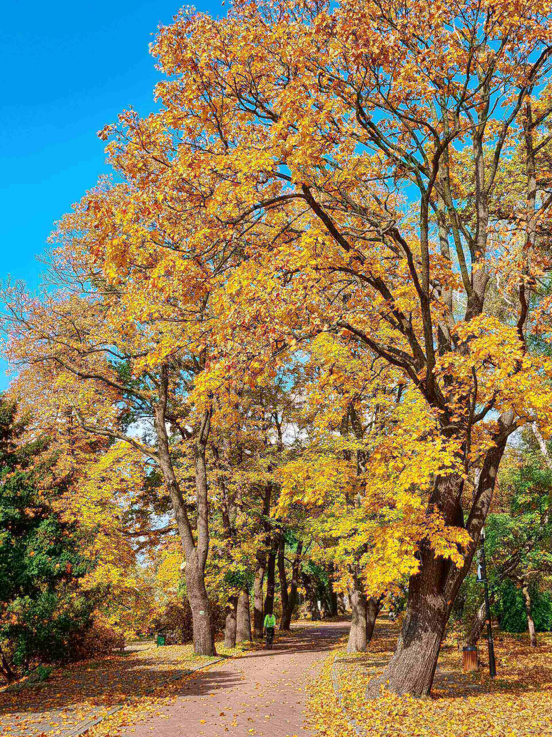 Park Śląski jesienią