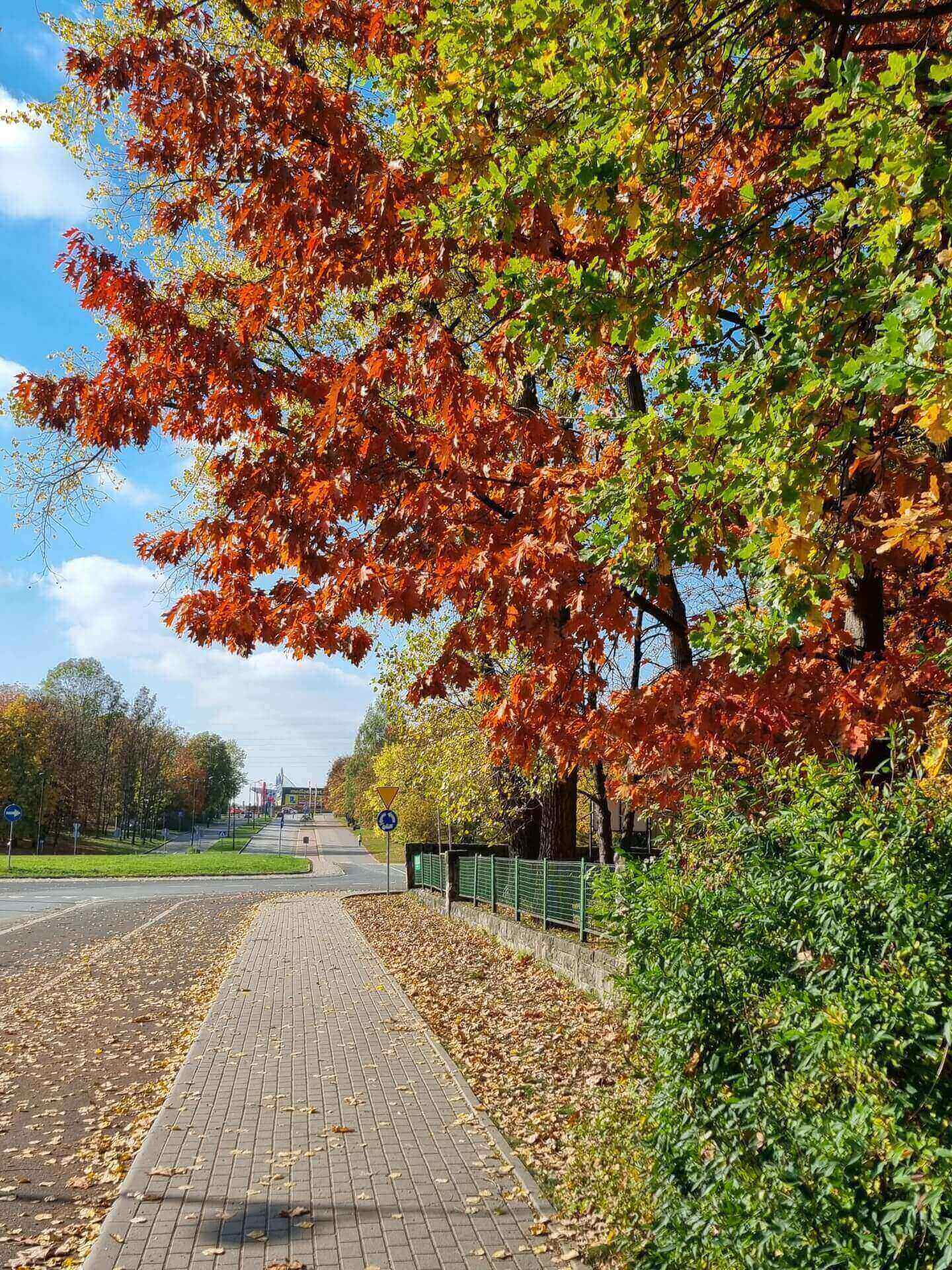 Park Śląski jesienią