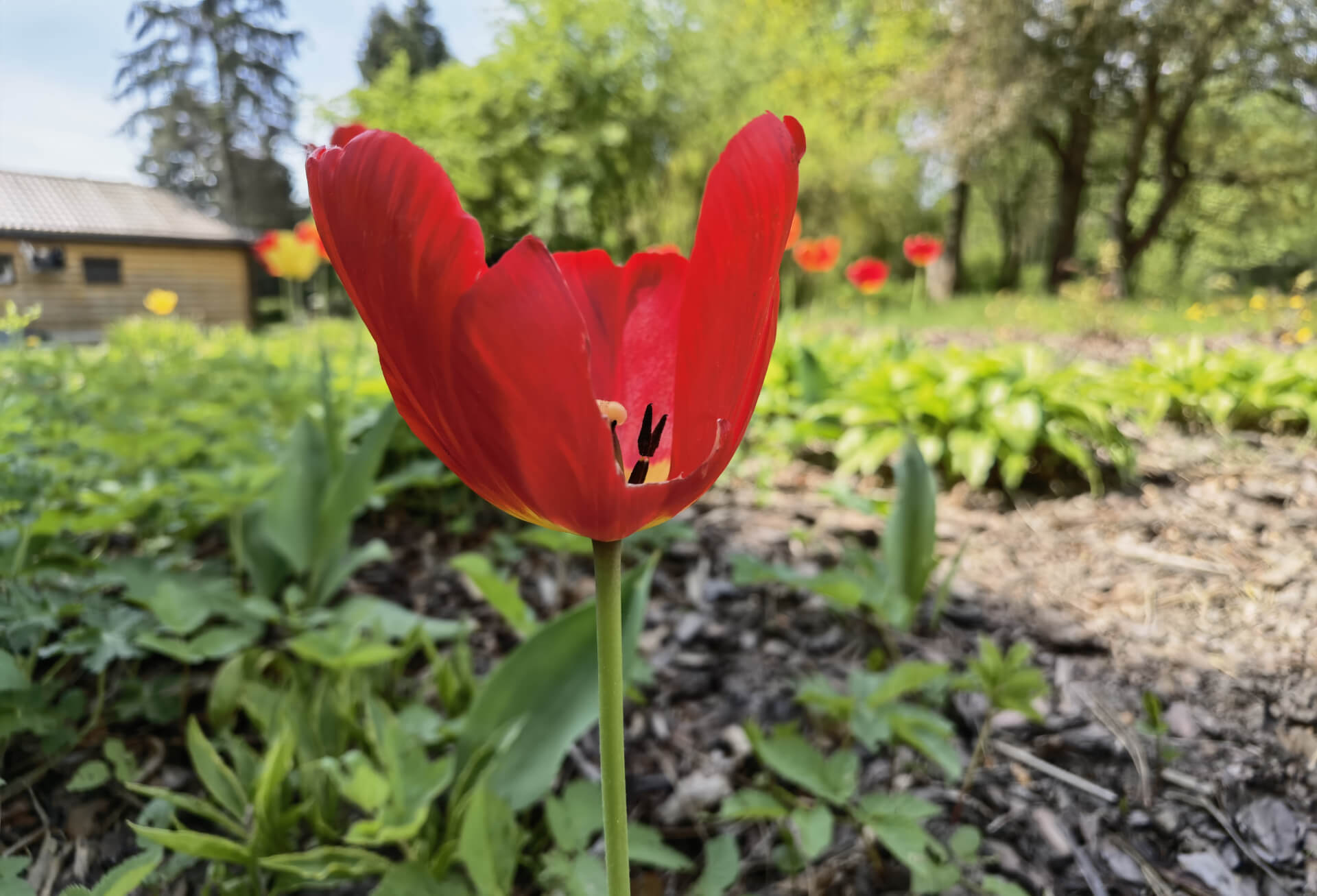 Park Śląski: Ogród Bylinowy