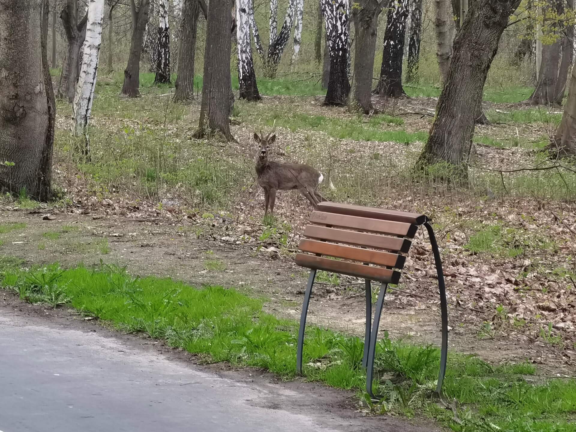 Park Śląski kozioł sarny