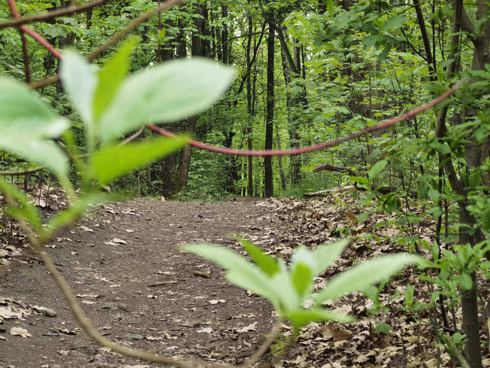 Park Śląski leśna droga