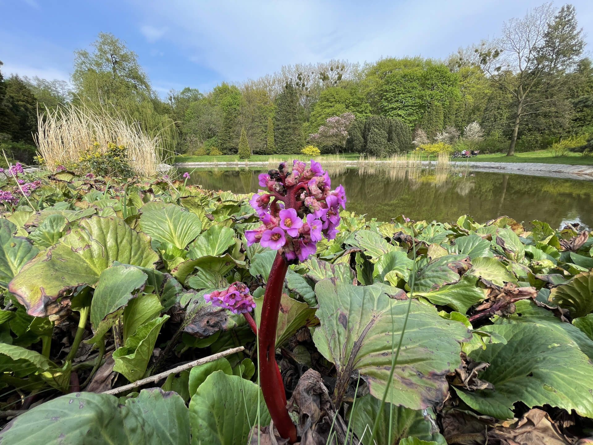 Park Śląski: nad stawem Perkoz