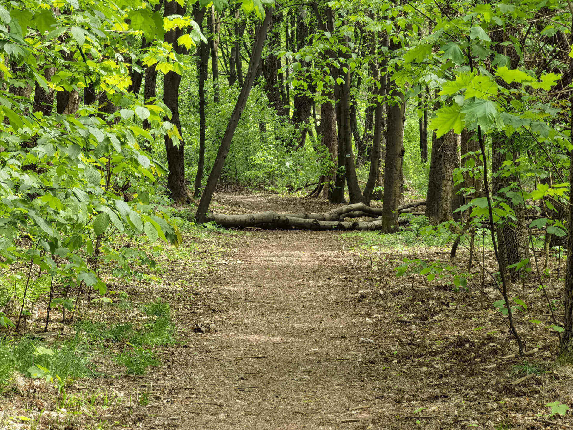 Park Śląski szlak