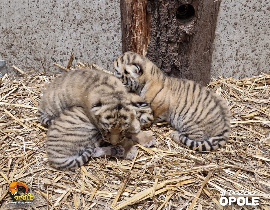 W opolskim zoo urodziły się trzy tygrysy syberysjkie