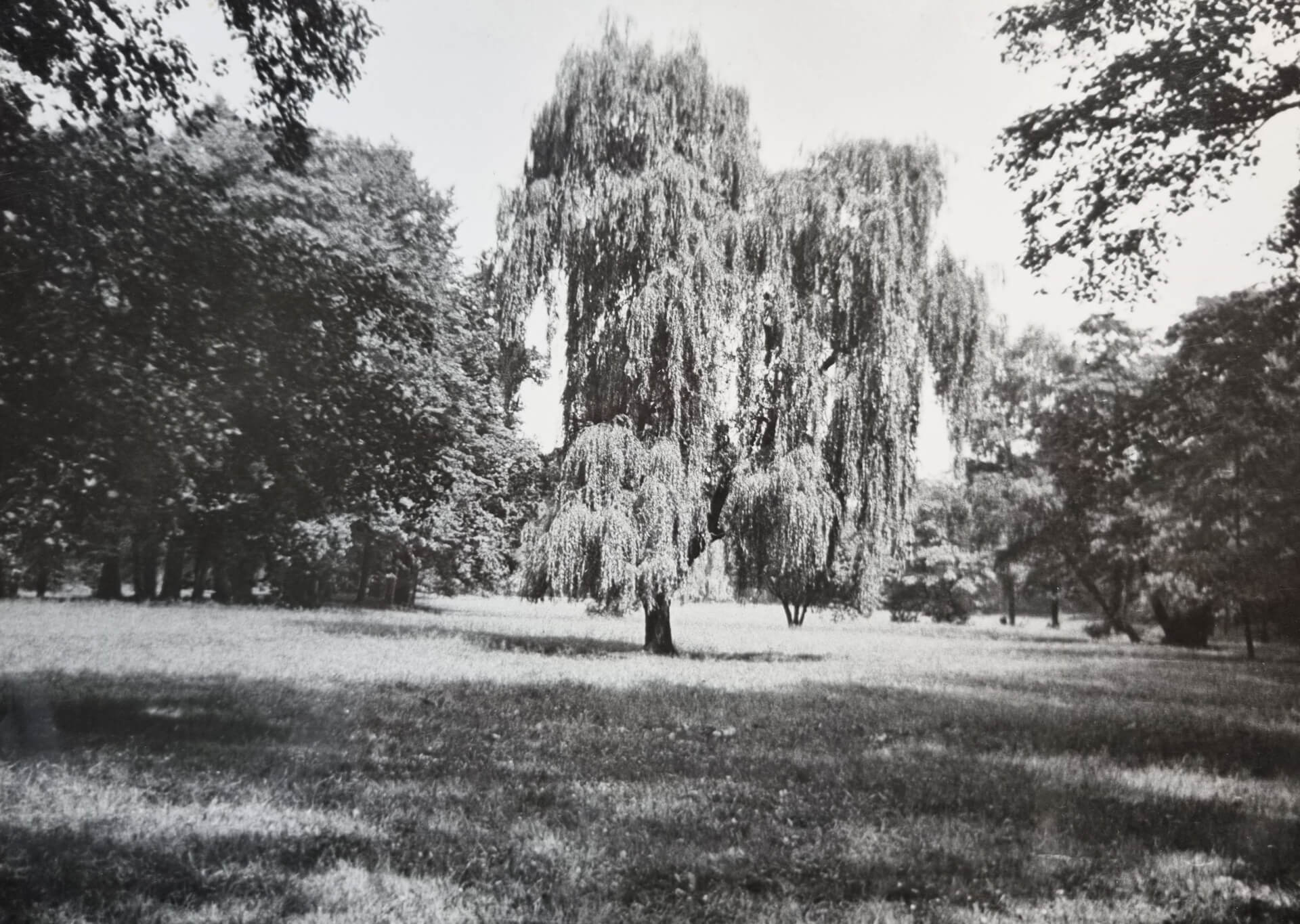 Wojewódzki Park Kultury i Wypoczynku, lata 50.