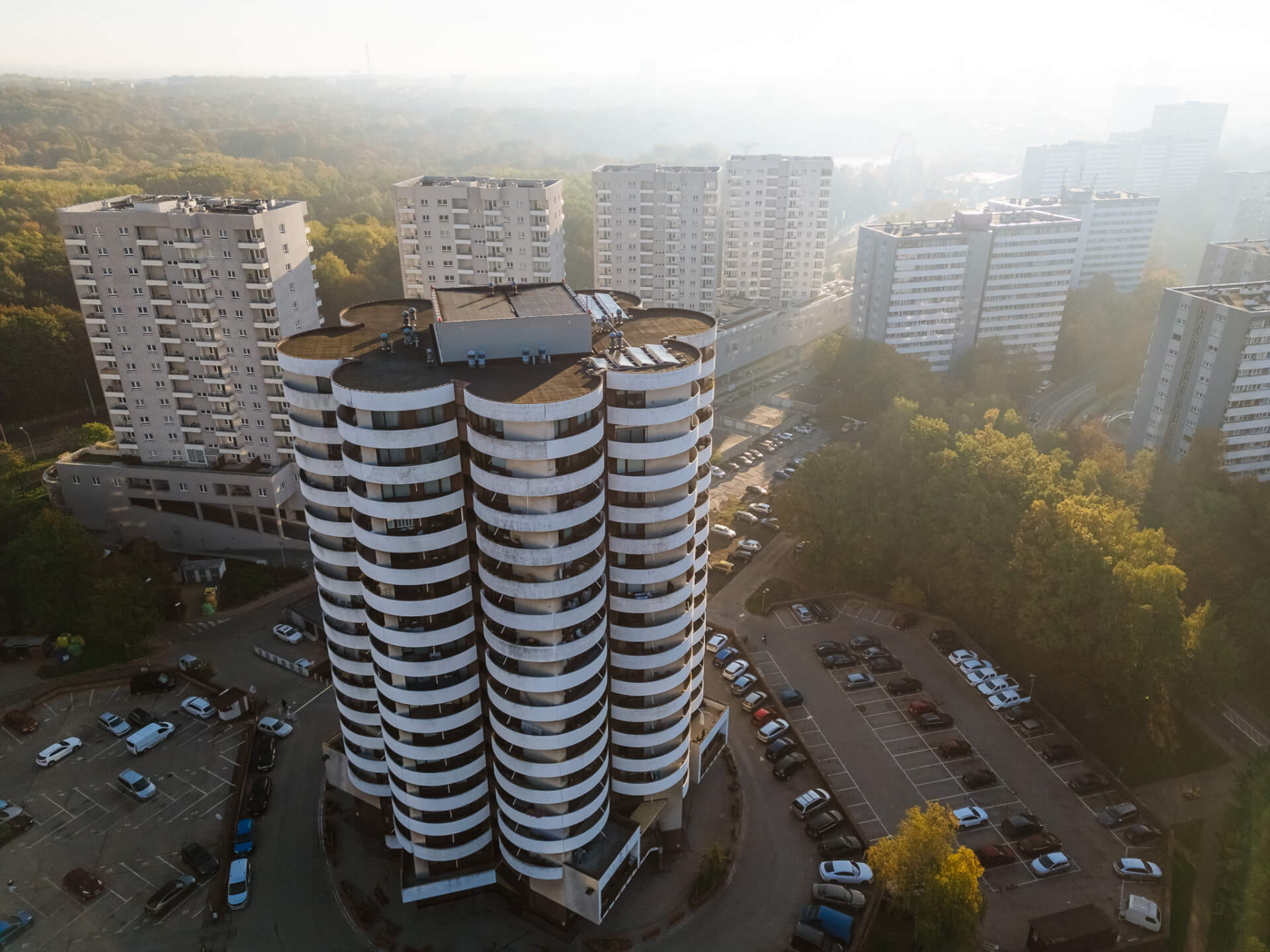 Kukurydze na osiedlu Tysiąclecia w Katowicach