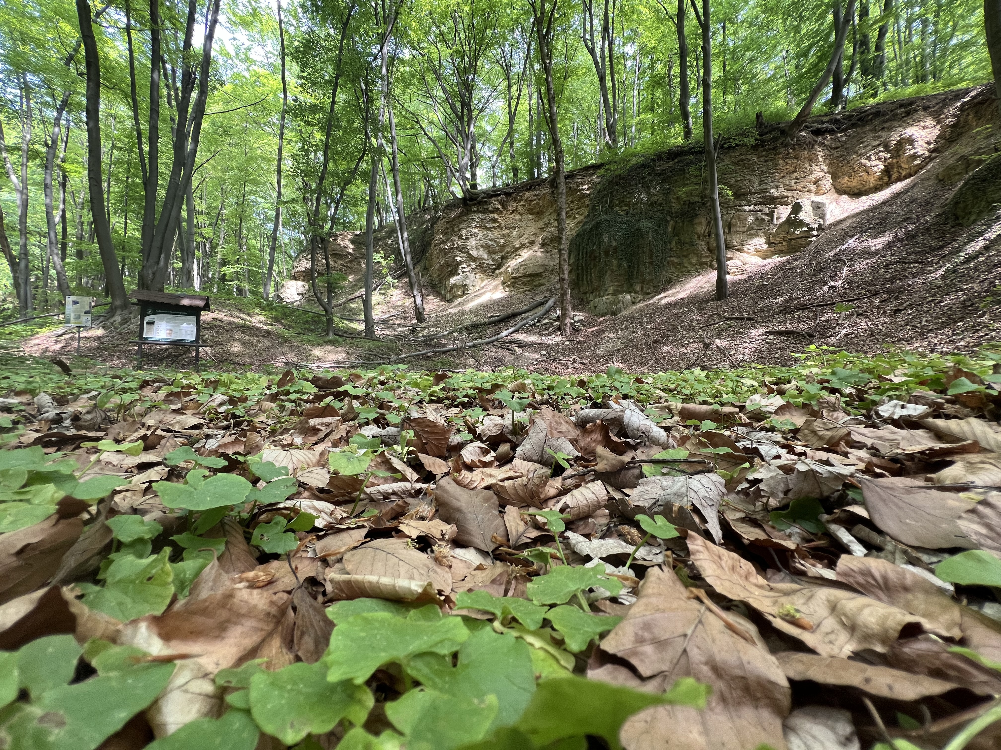 Na Górze św. Anny jest Park Krajobrazowy Góra św. Anny i rezerwat