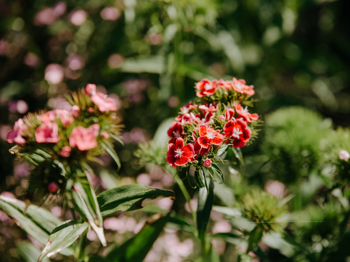 Miejski Ogród Botaniczny w Zabrzu