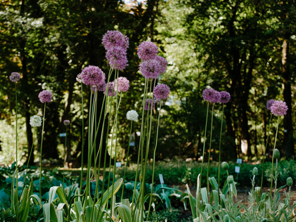 Miejski Ogród Botaniczny w Zabrzu