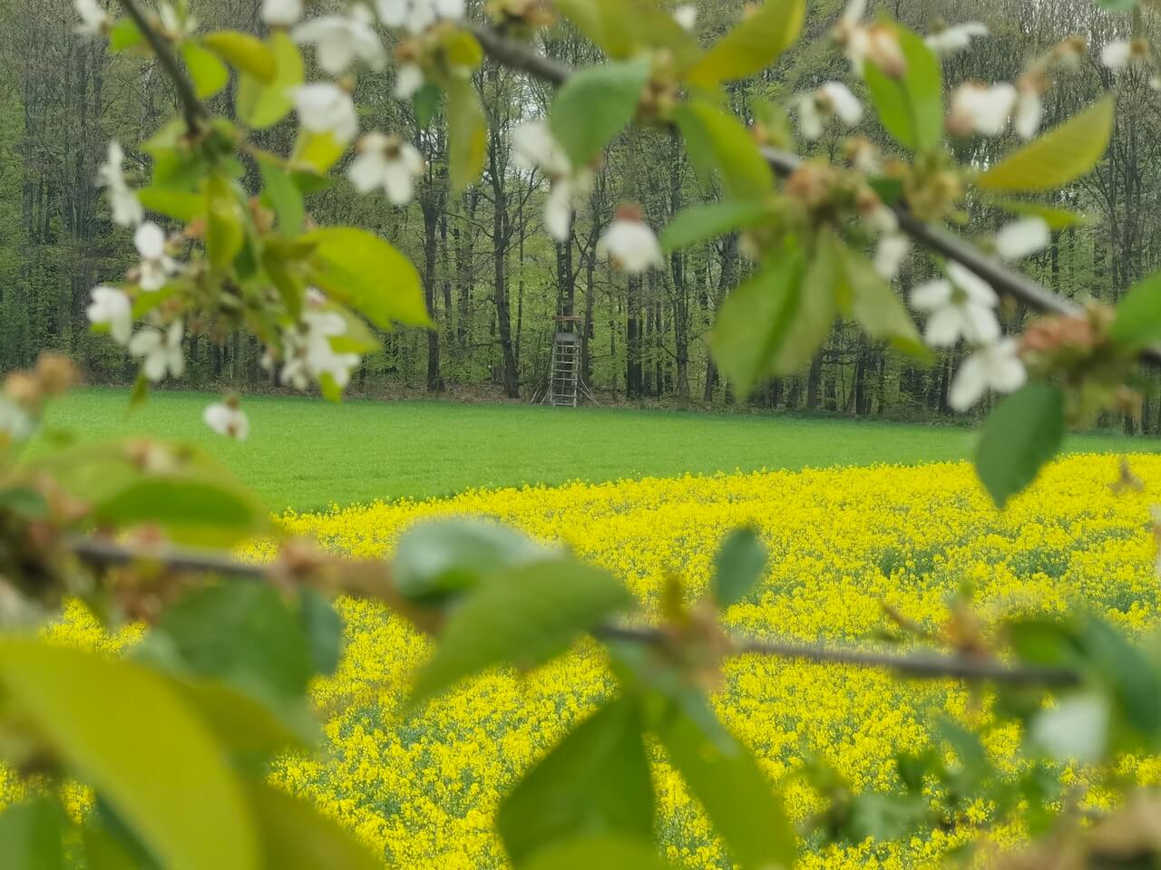 Rezerwat Segiet wiosną