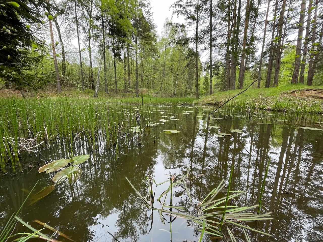 Rezerwat Segiet wiosną