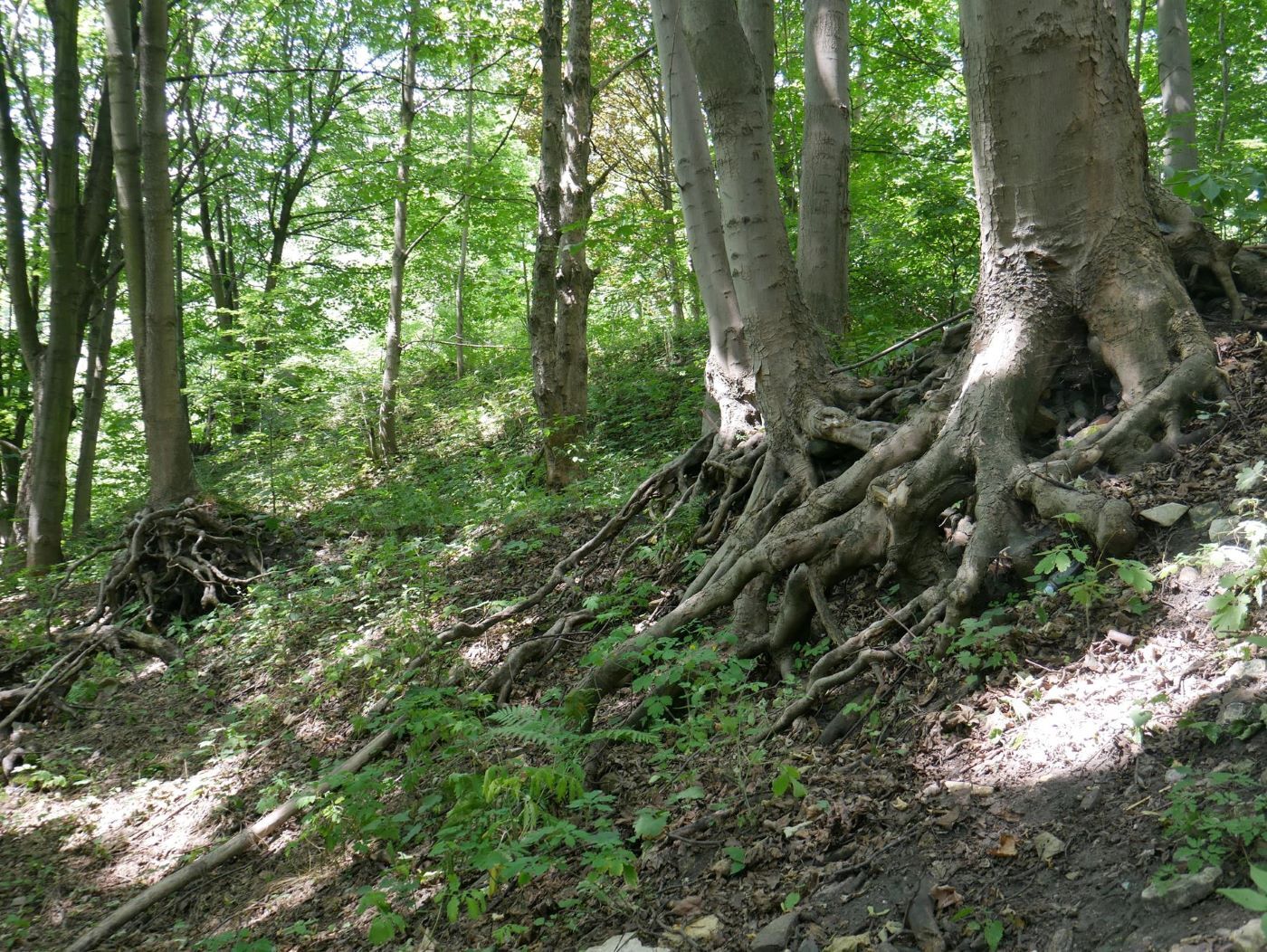 Park przyszpitalny odbierany przez naturę