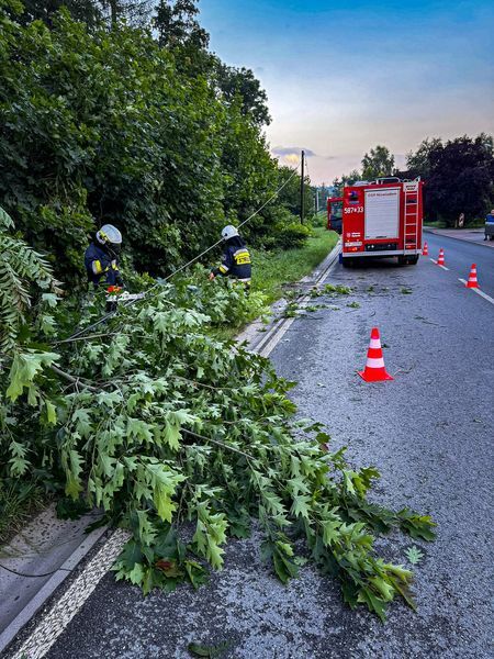 Powalone drzewo rybnik 01