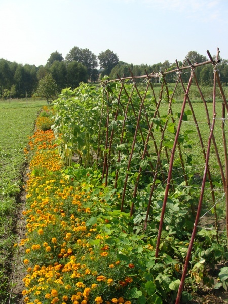 Slaski ogrod botaniczny 2