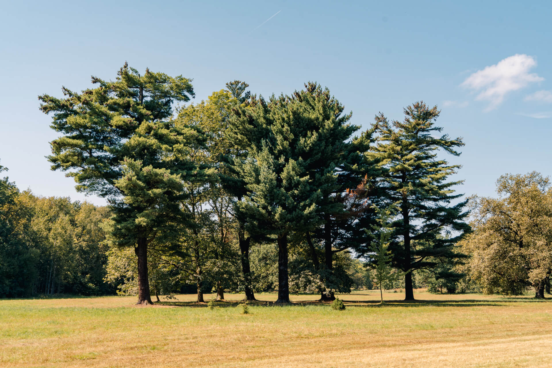 Park Świerklaniec